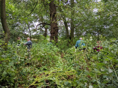 Volunteers tackling Himalayan balsam