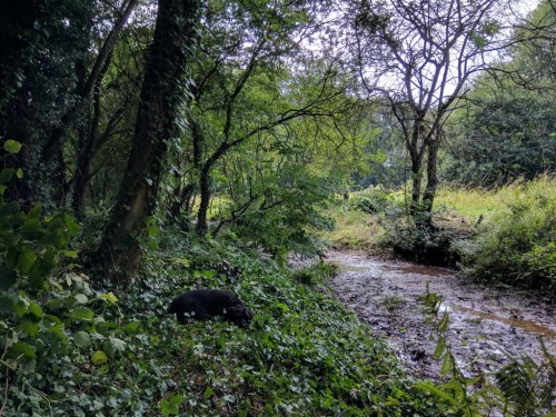 Canine volunteer takes a rest
