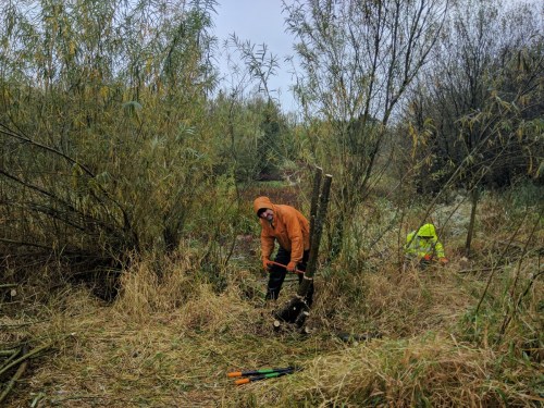 Creating willow tit habitats