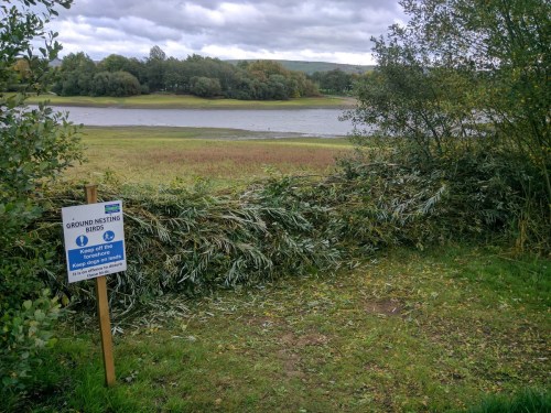The completed willow hedge