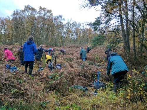 Getting started clearing around heather