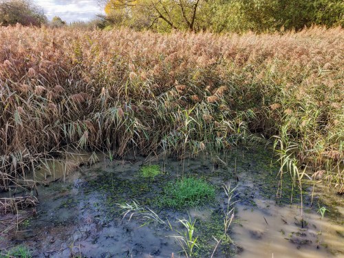 Reeds encroaching