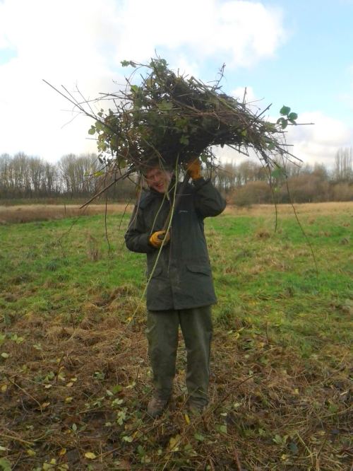 Volunteer with brambles