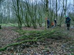 Coppicing