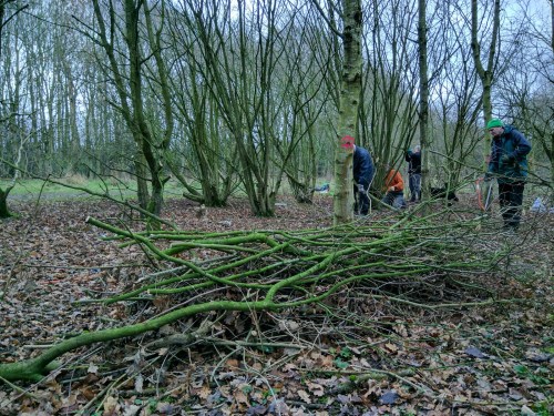 Coppicing