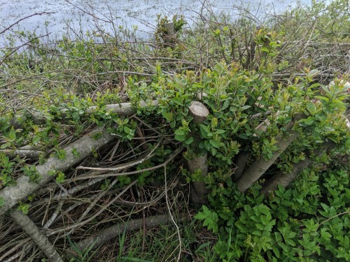 Sprouting on our previously laid hedge