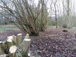 Coppiced hazel