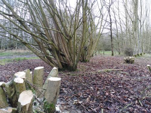 Coppiced hazel