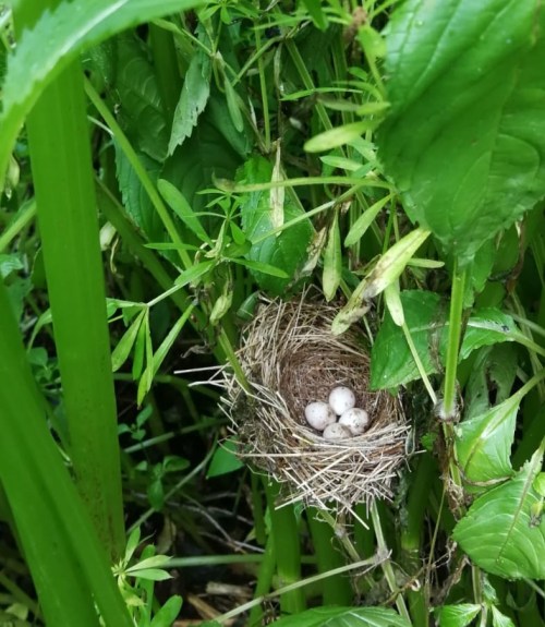 Unexpected bird's nest