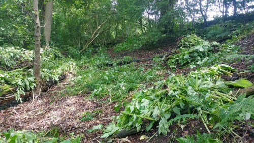 Cleared Himalayan balsam