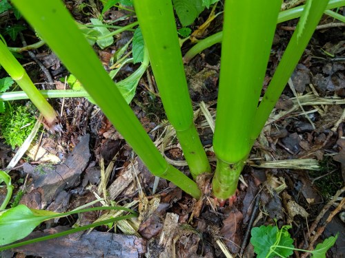 Himalayan balsam stalks