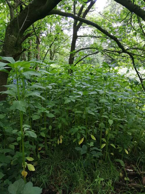 Patch of Himalayan balsam before clearing