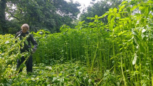 Volunteer and stand of Himalayan balsam