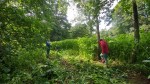 Volunteers clearing Himalayan&nbsp;balsam