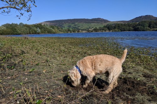 Canine volunteer digging