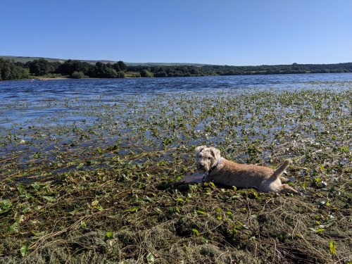 Canine volunteer resting