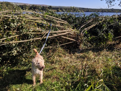 Dog and laid hedge