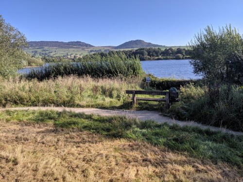 Previously laid hedge, with new growth