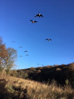 Geese overhead