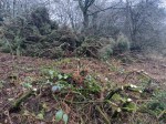 Cleared and stacked&nbsp;gorse