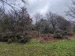 Gorse removal - a cleared area