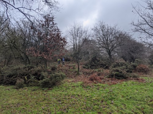 Gorse removal - a cleared area