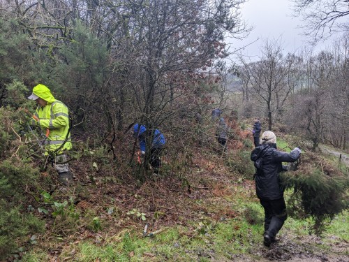 Gorse removal - getting started