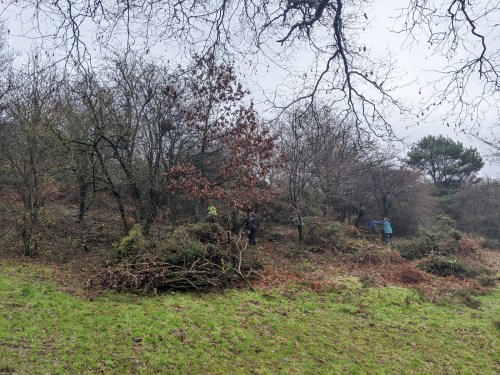 Gorse removal - work in progress