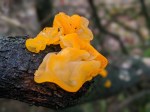 Witches’ butter