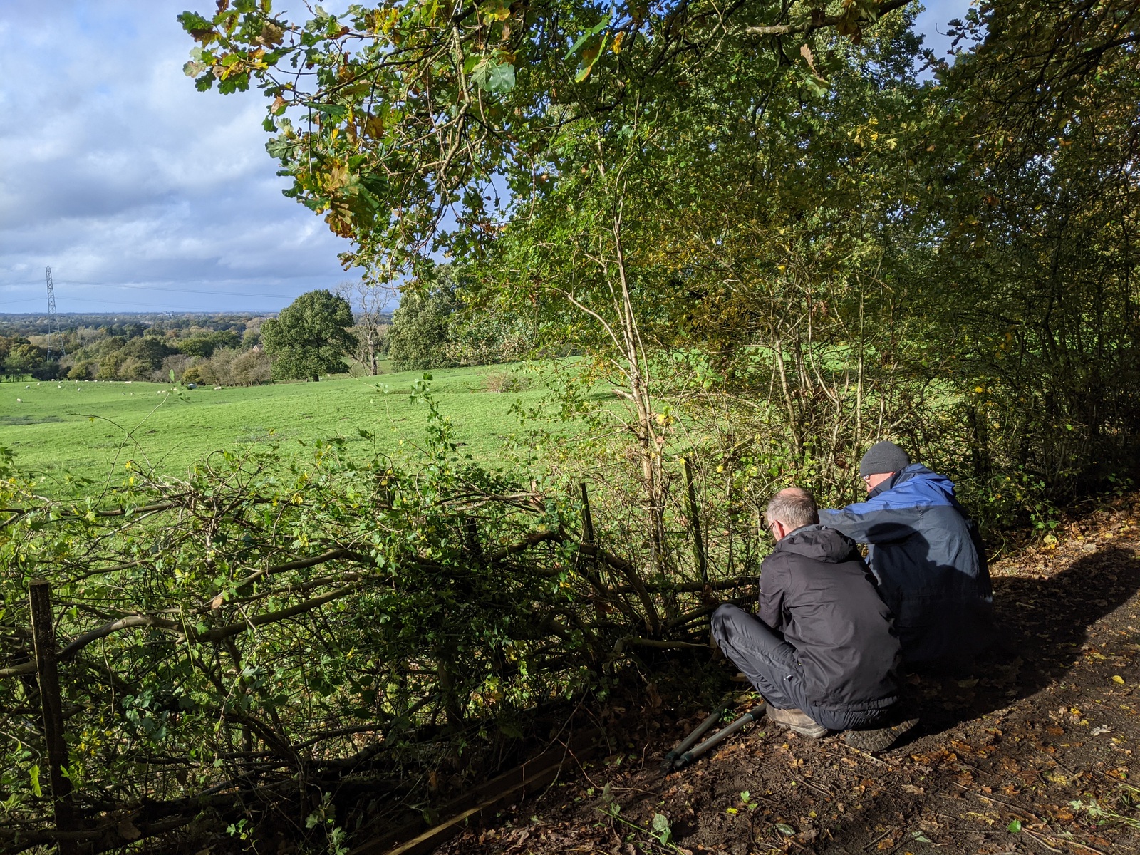 Volunteers hedgelaying