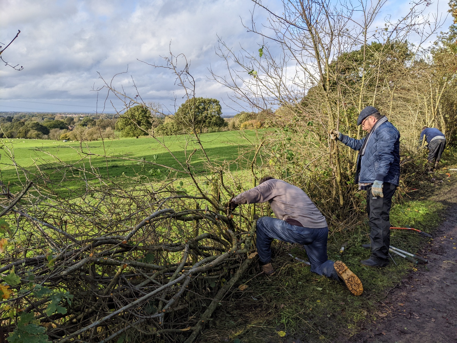 Volunteers hedgelaying