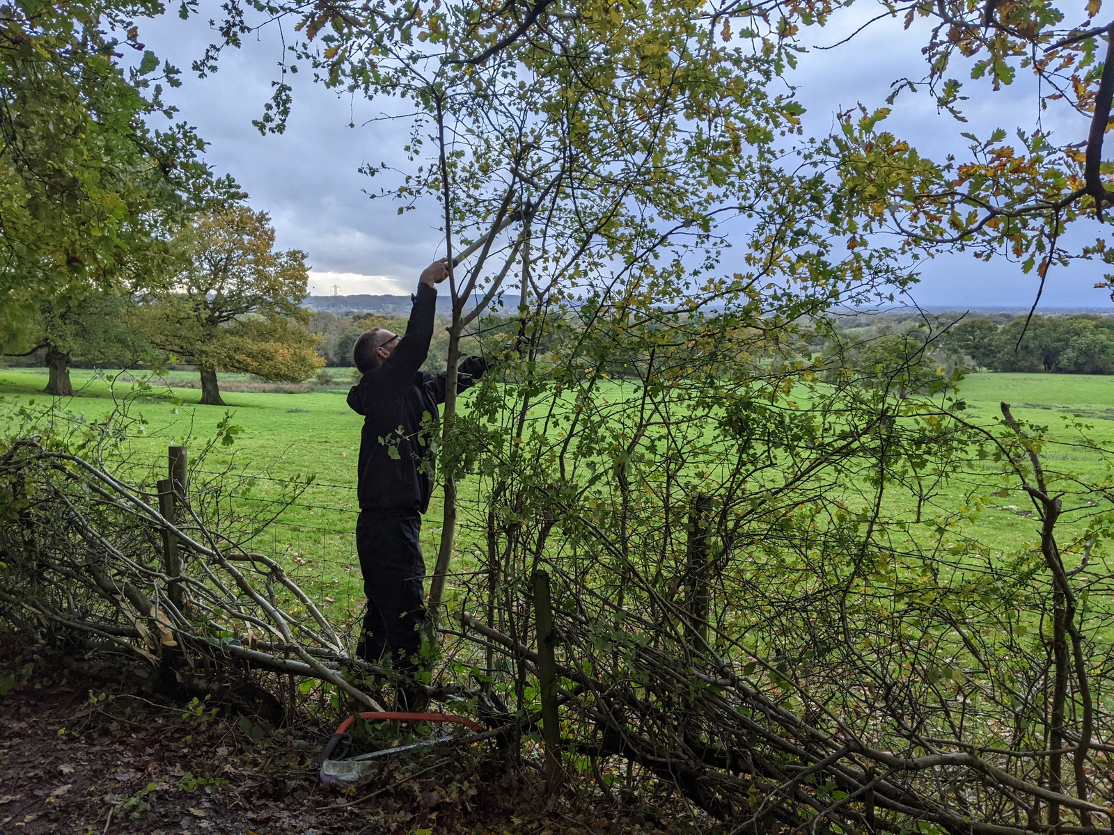 Volunteer hedgelaying
