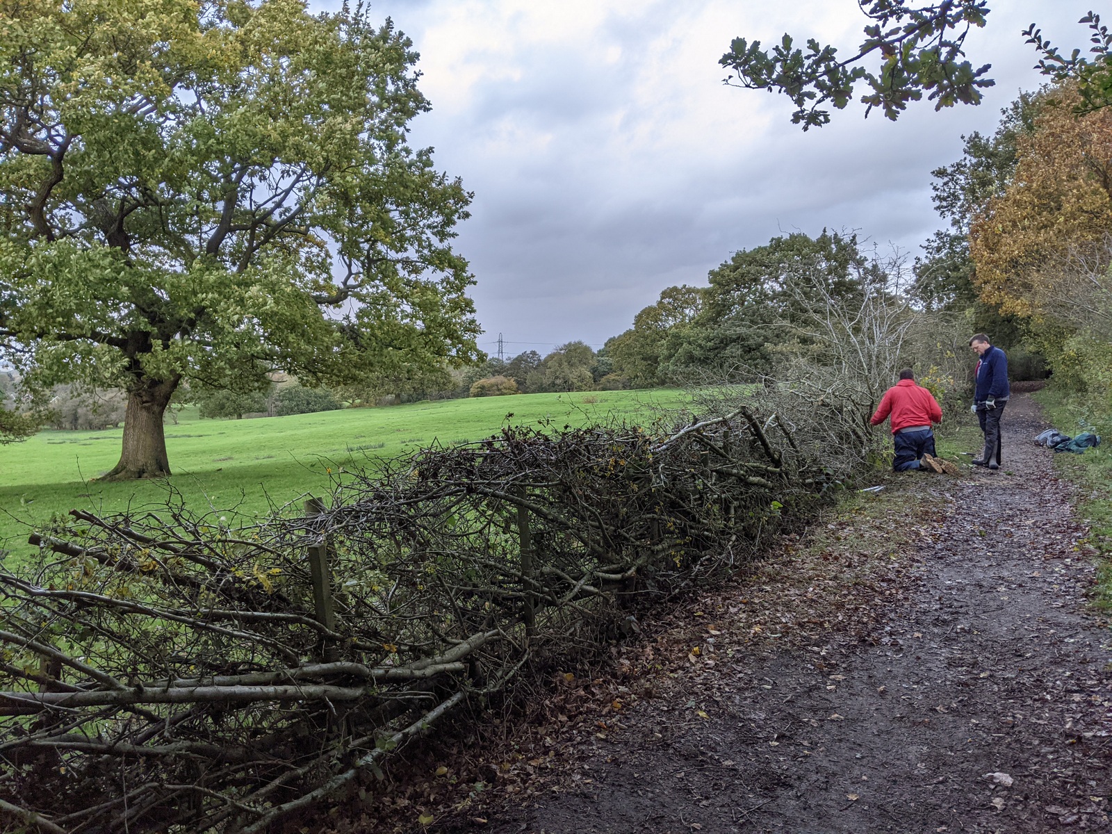 Volunteers hedgelaying