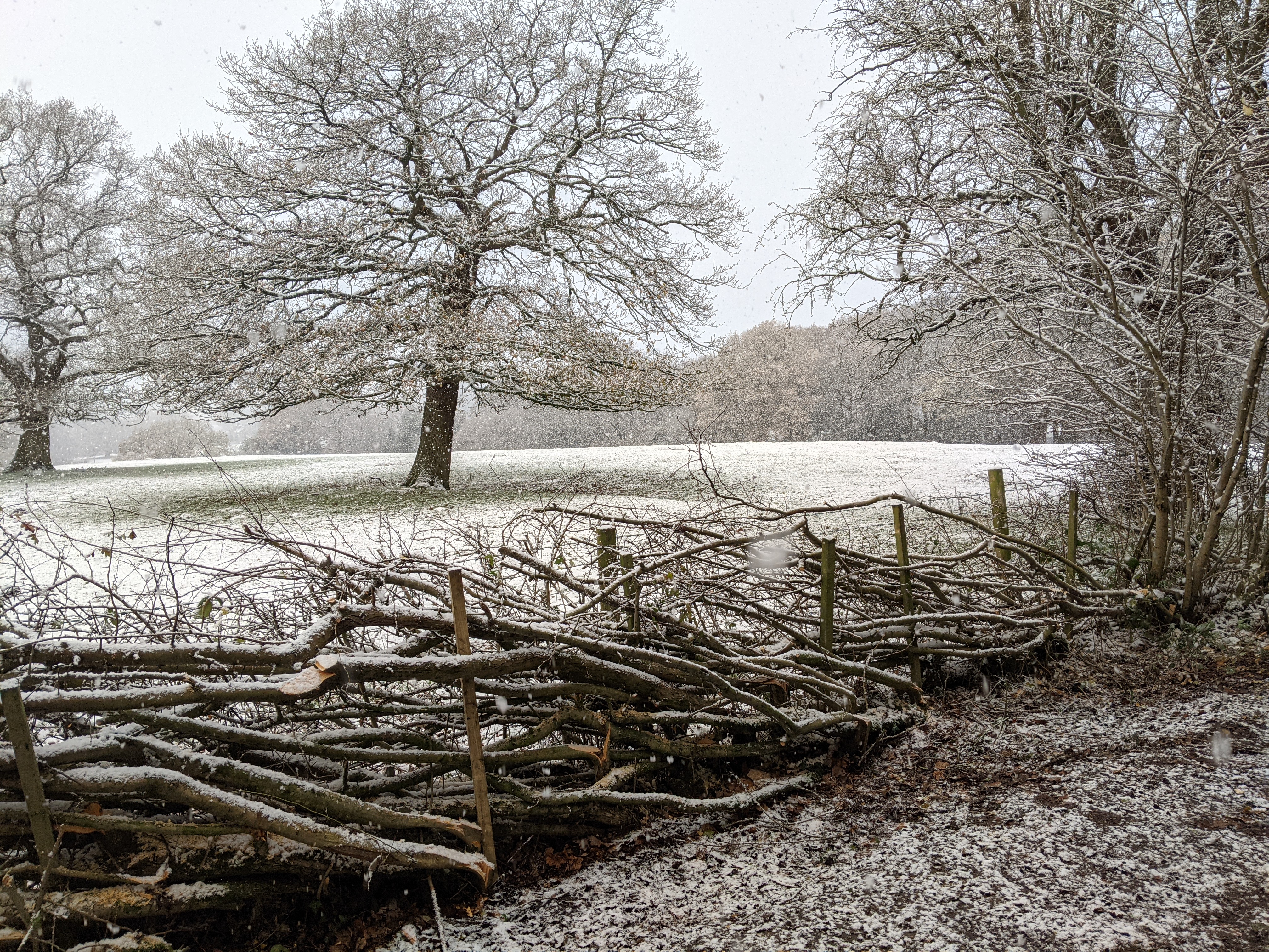 Laid hedge and snow