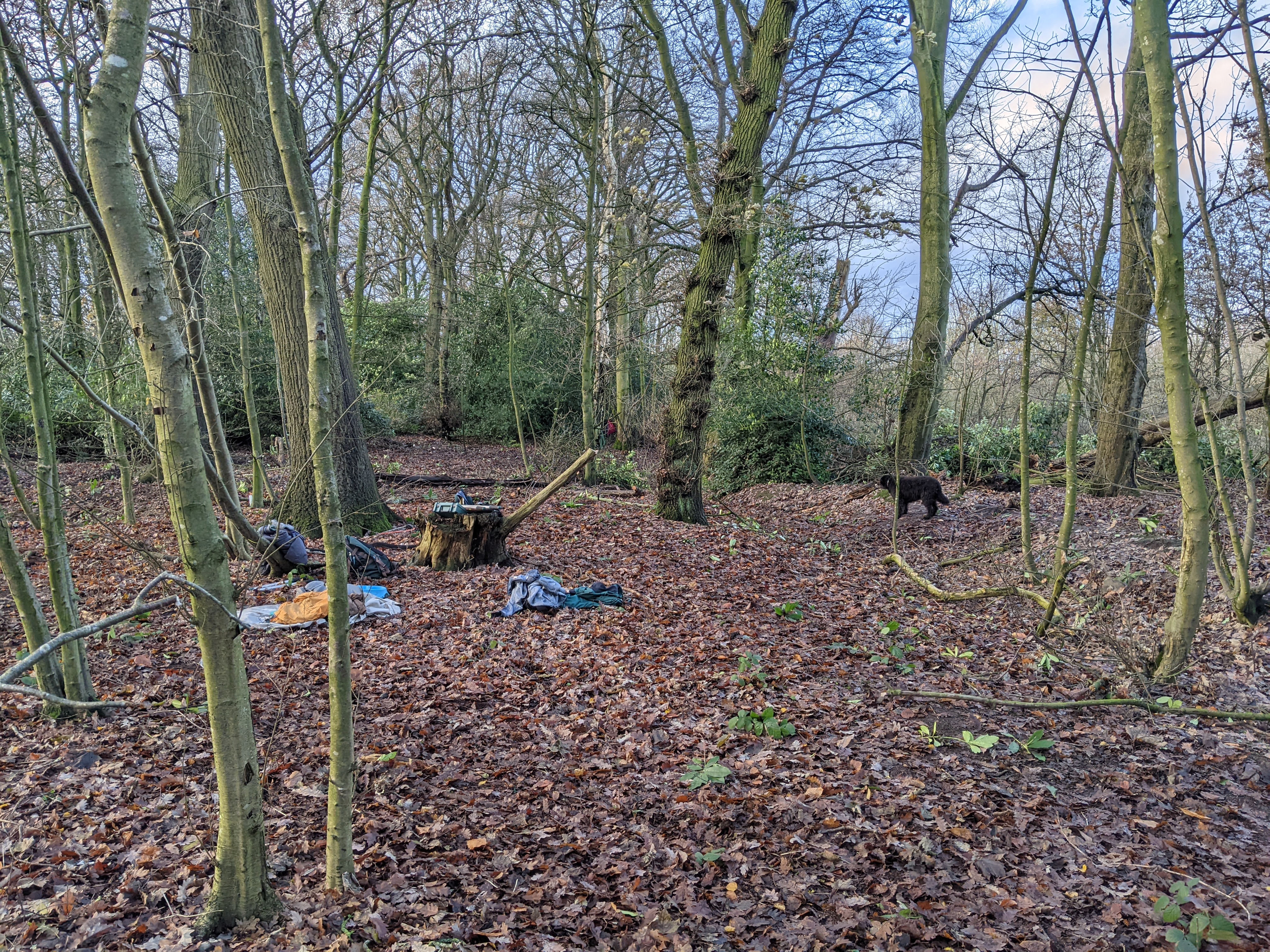 Finishing the rhododendron-clearing