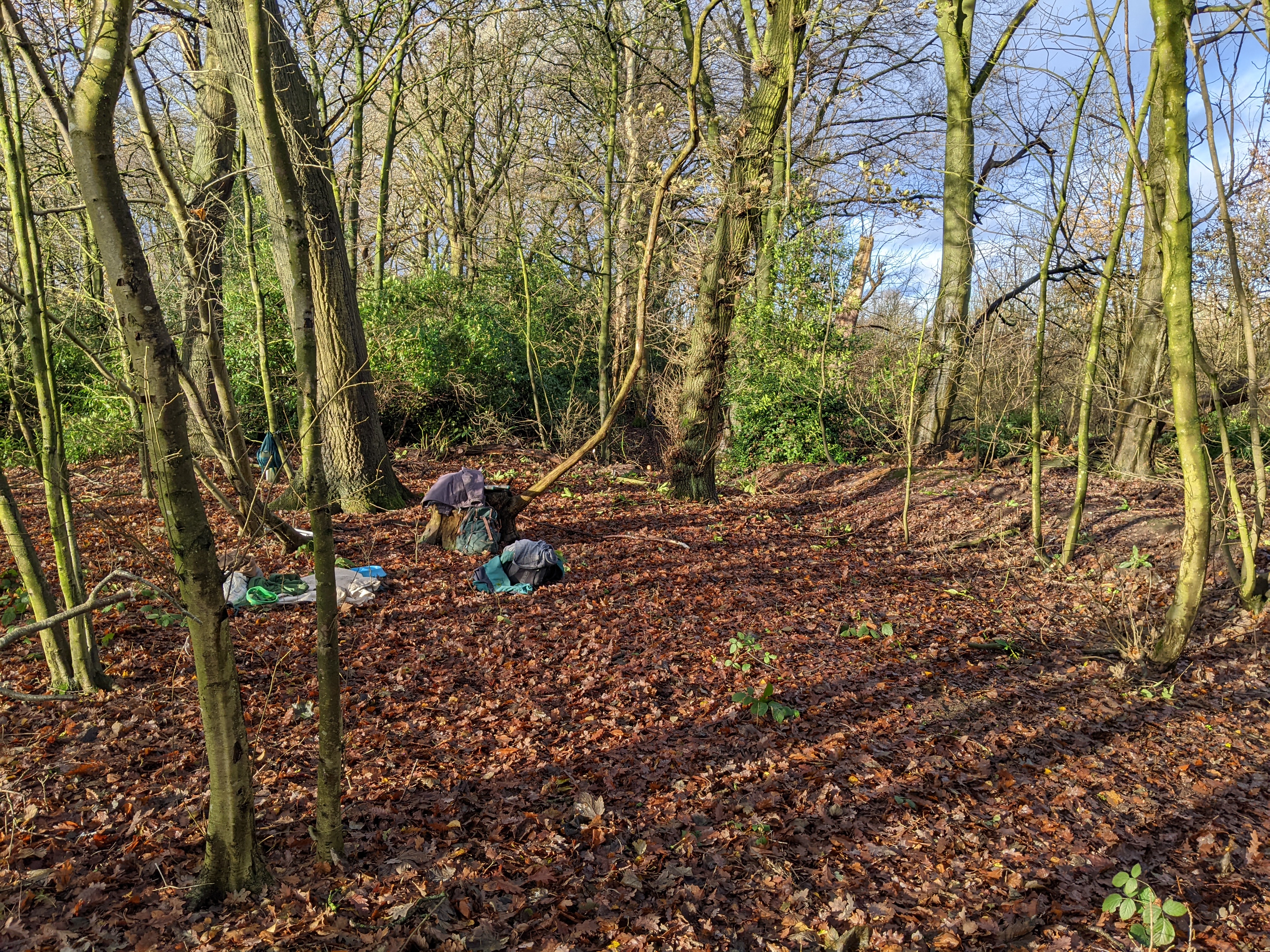 Rhododendron-clearing in progress