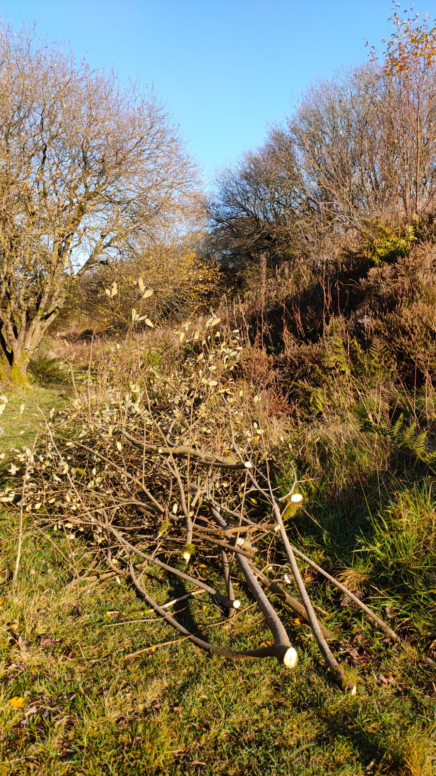 Cut willow at Tegg's Nose country park