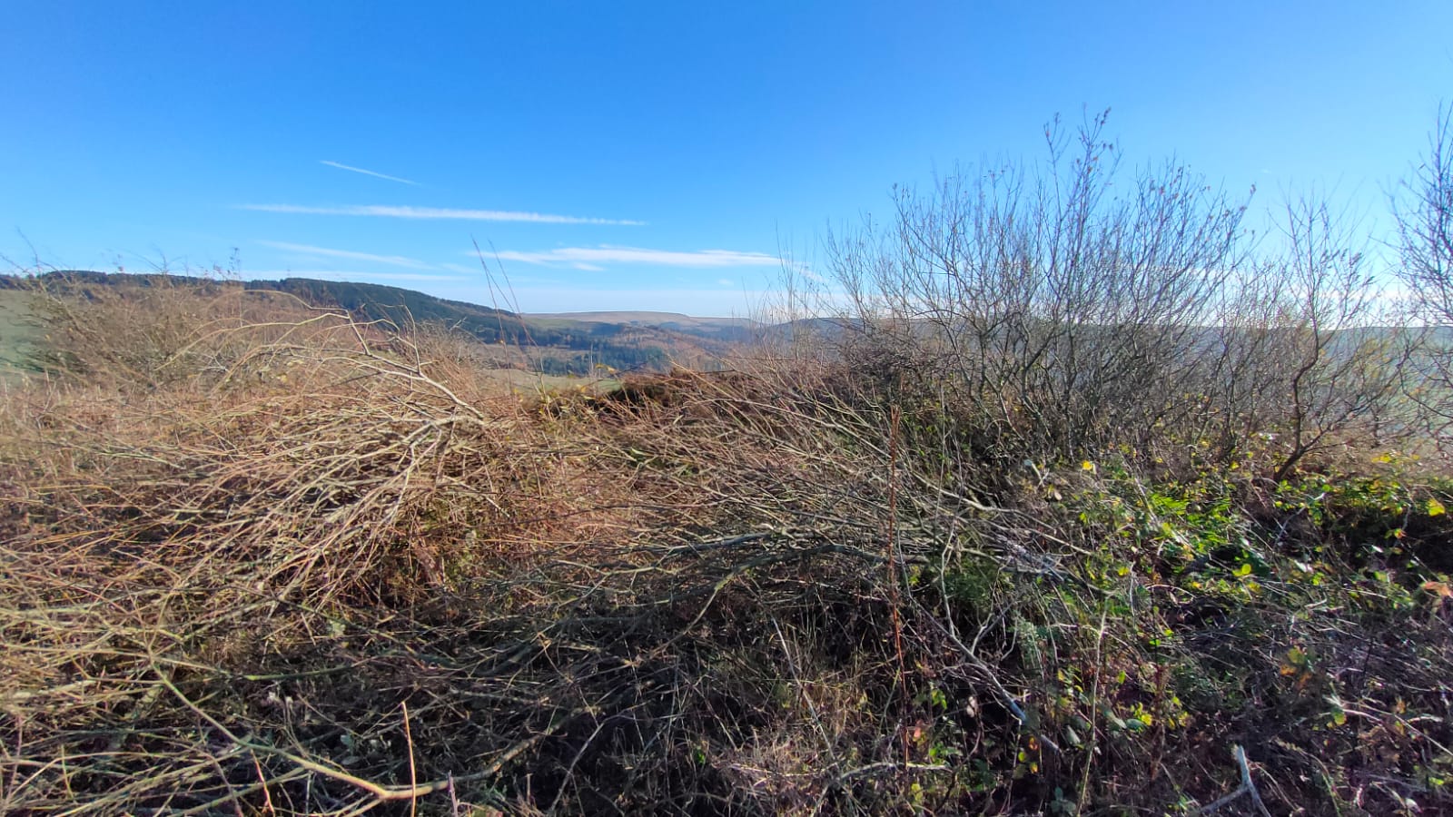 Cut willow at Tegg's Nose country park