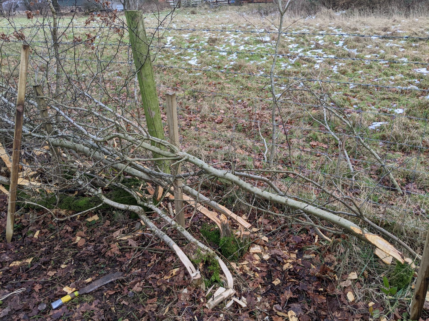 A section of laid hedge