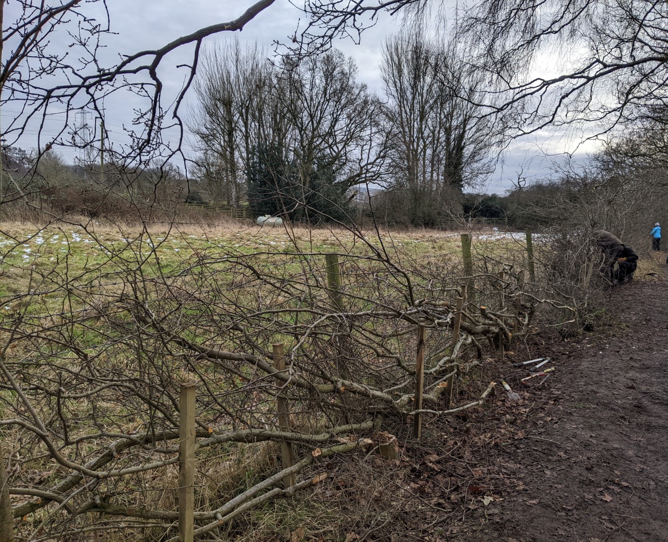 A section of laid hedge