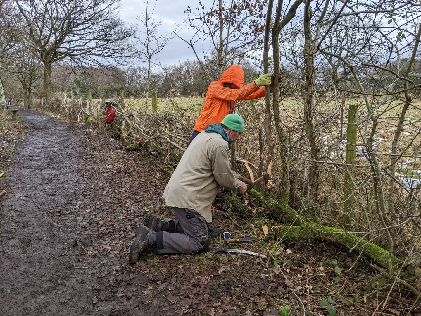 Volunteers hedgelaying
