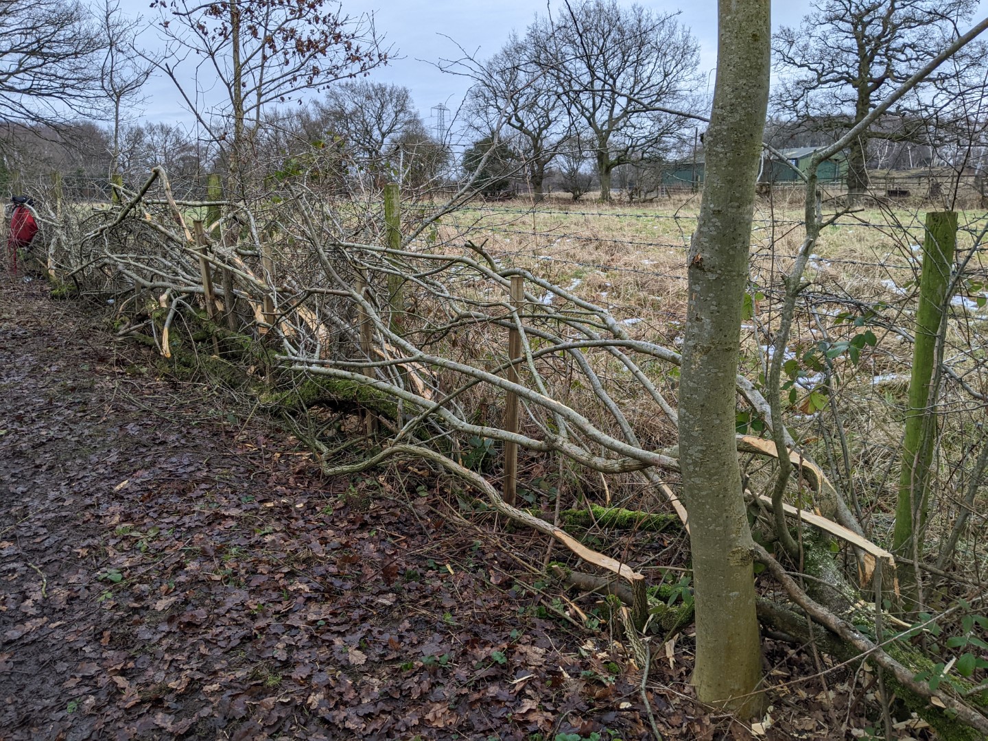 A section of laid hedge