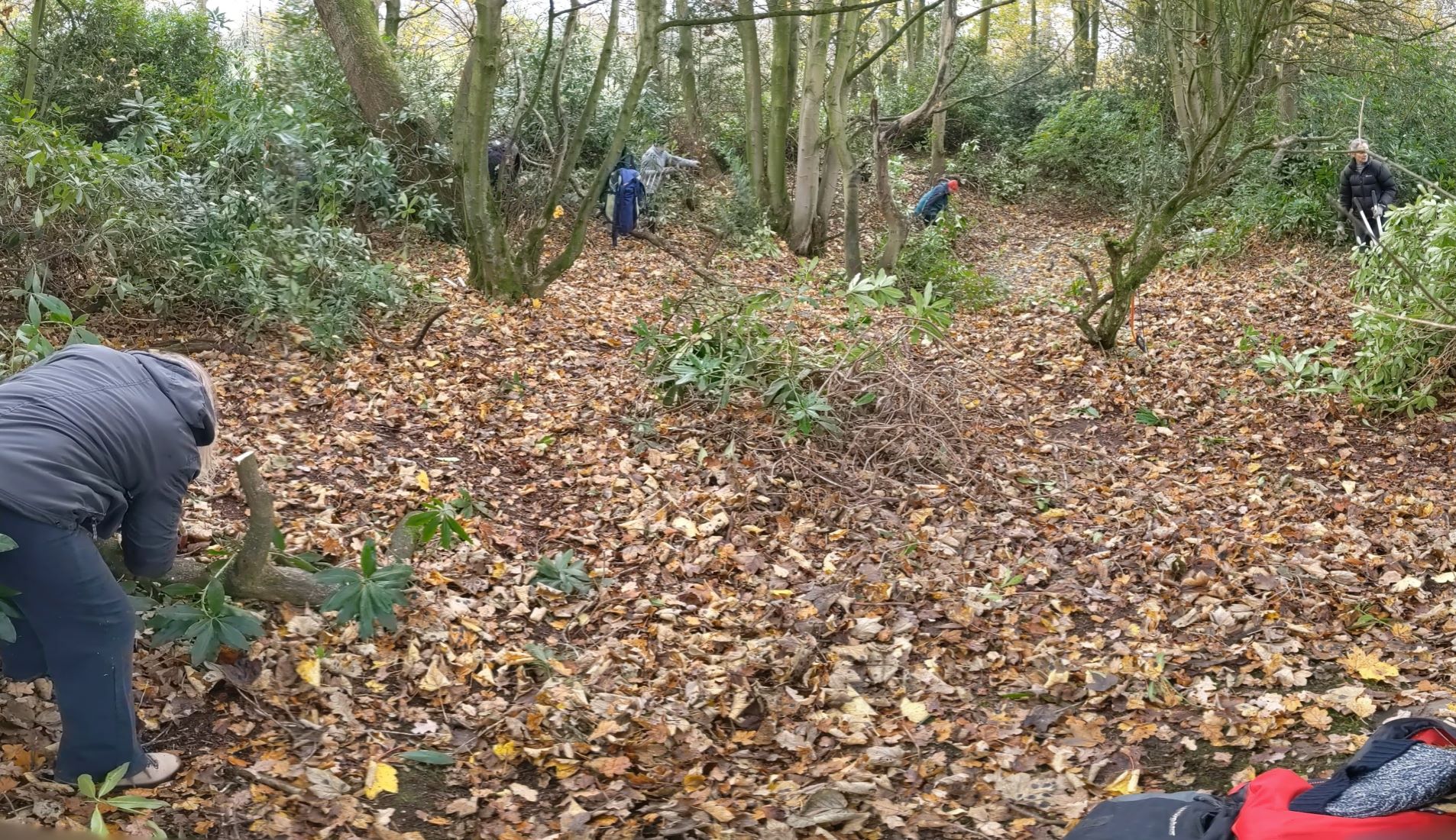 Volunteers working in Spud Wood