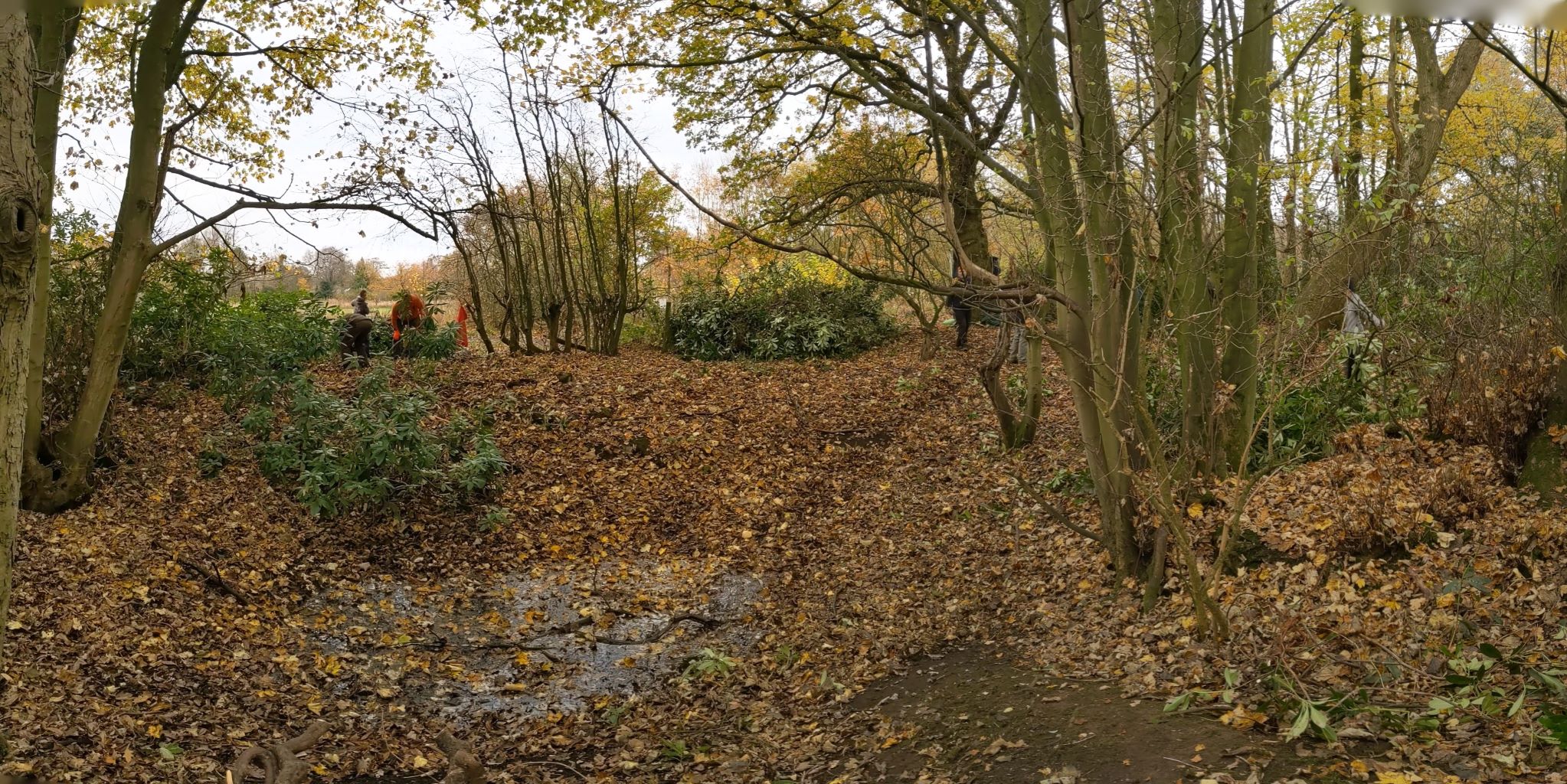 Removing rhododendron in Spud Wood