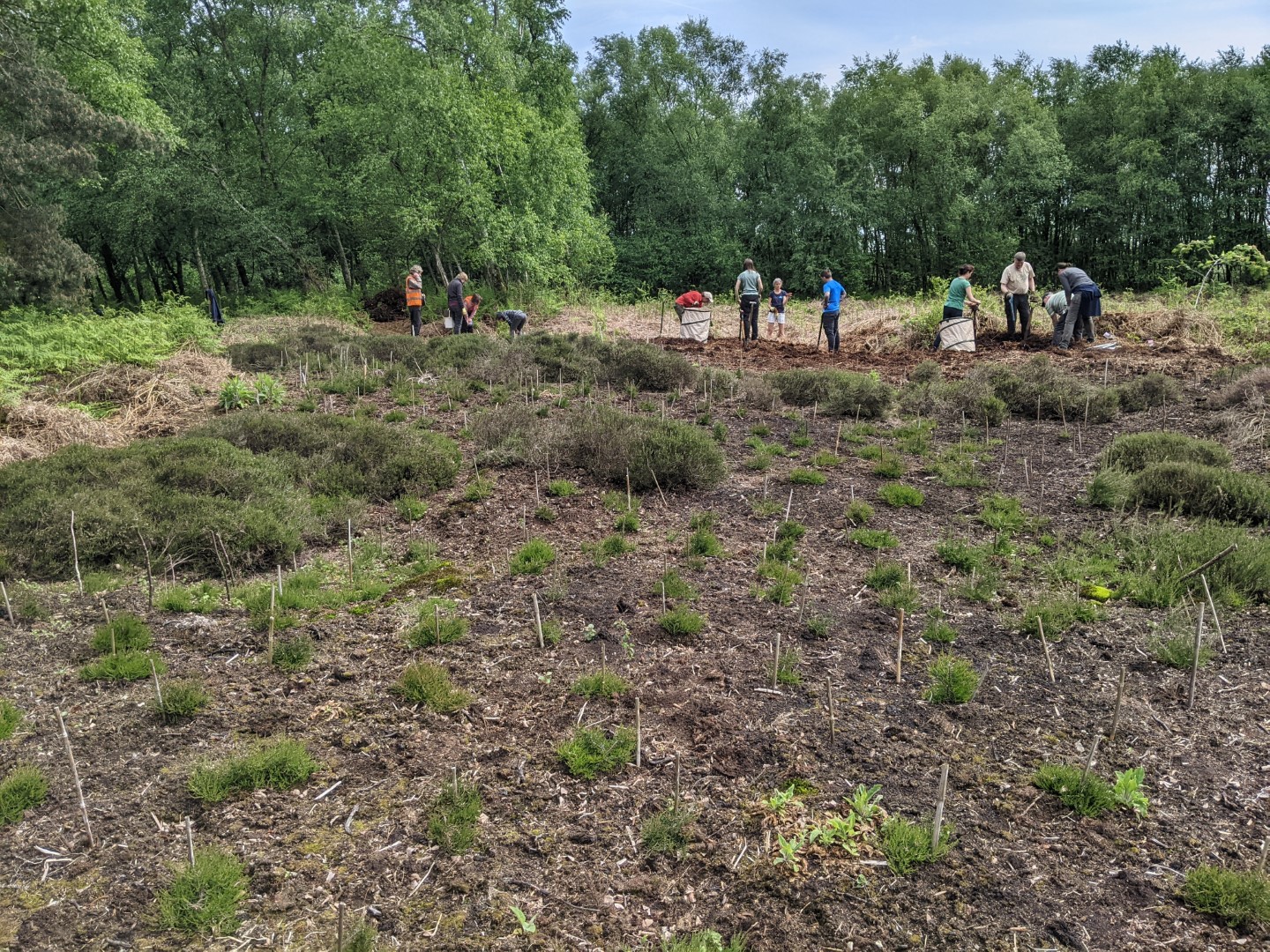 Volunteers at Birch Moss Covert