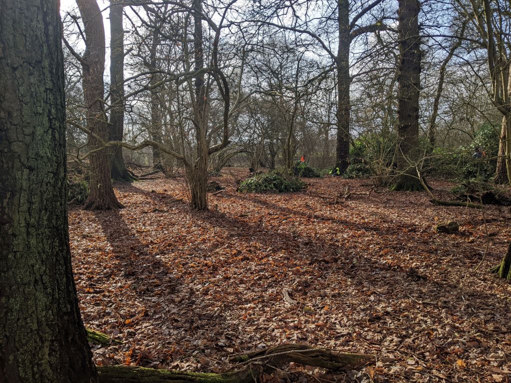 Woodland