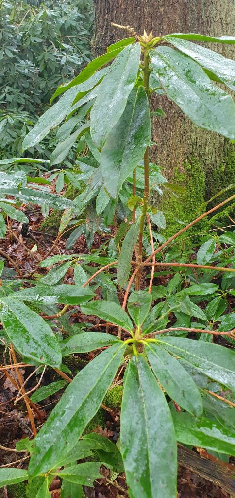 Rhododendron