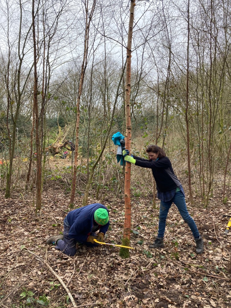 Conservation volunteers at work