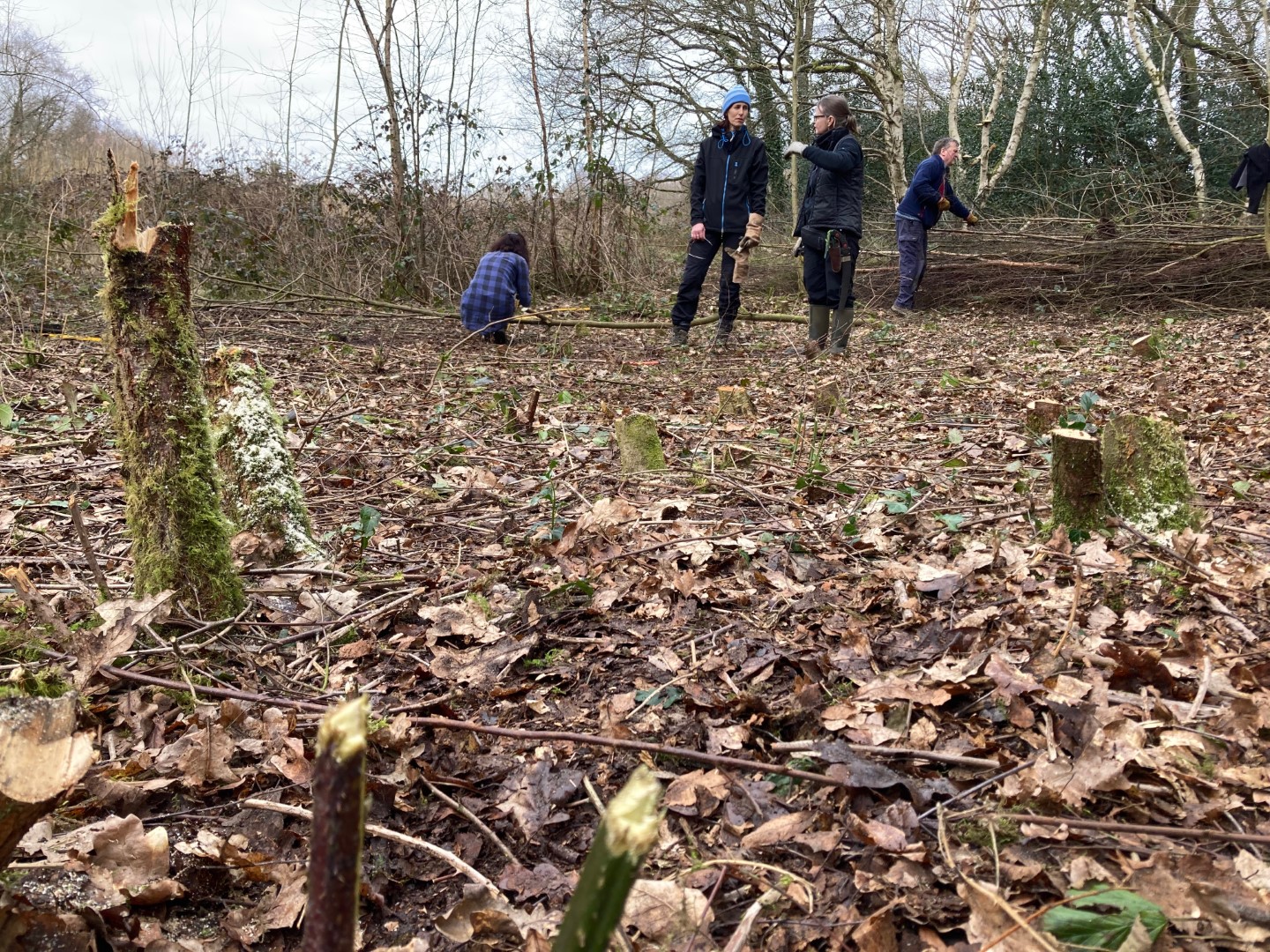 Conservation volunteers at work