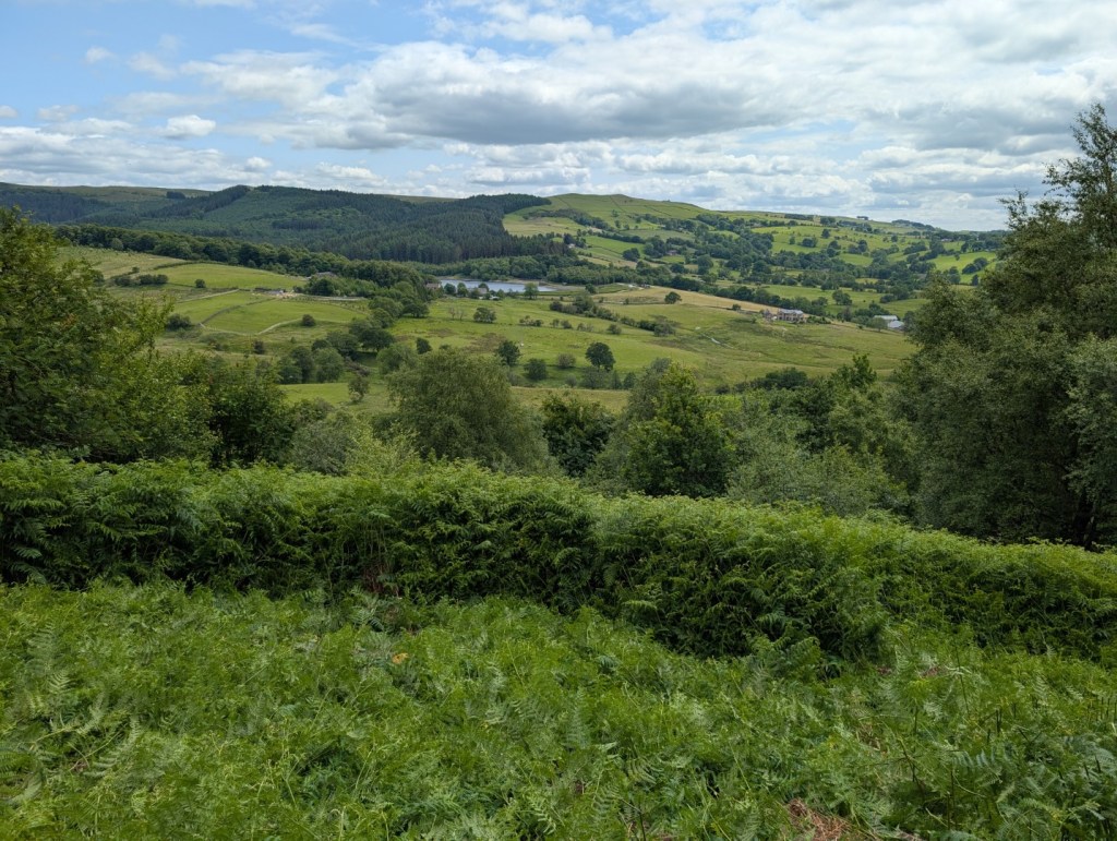 Section of cleared bracken